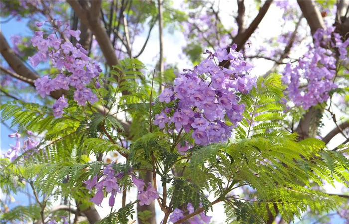 大理的藍花楹開了，邂逅一場“藍花雨”，赴一場紫色浪漫！