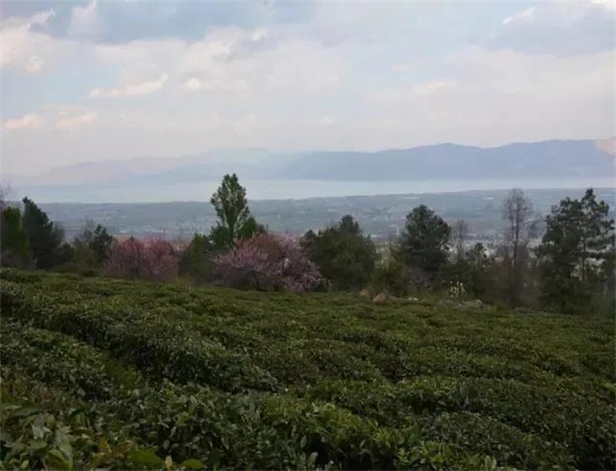 大理小眾景點：桃溪谷｜蒼山上的桃花源