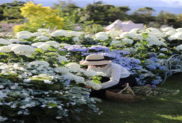 蒼山下，邂逅莫奈花園